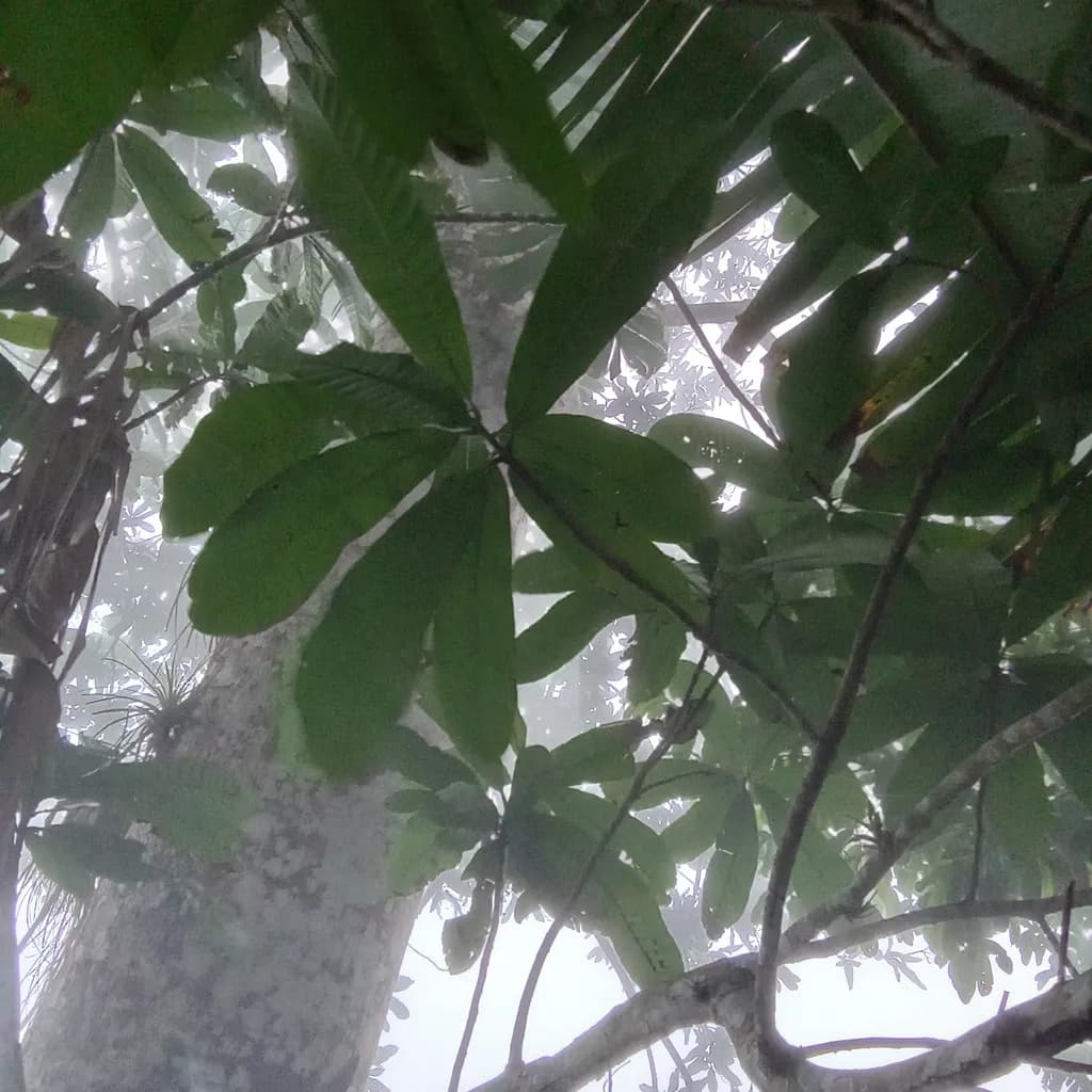 Whispers of the Canopy: A Misty Embrace of Nature's Greenery