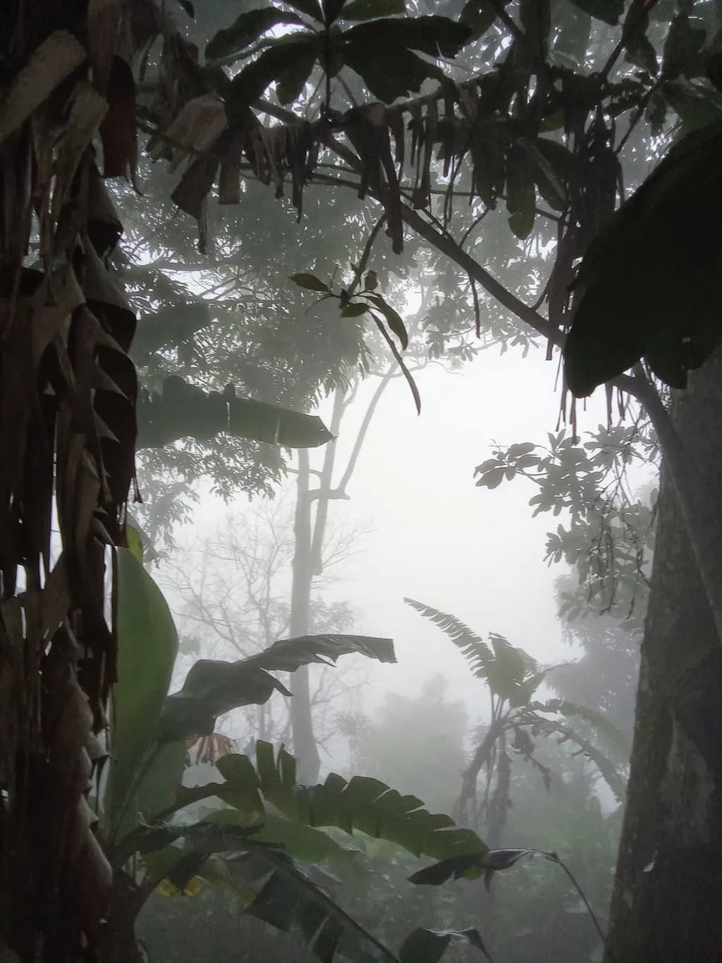 Whispers of the Mist: A Journey Through the Enchanted Jungle