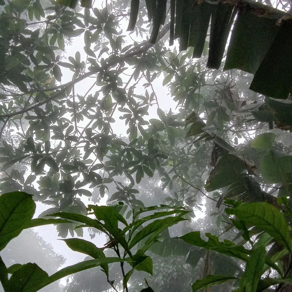 Whispers of the Mist: A Serene Canopy Embrace in Nature's Greenery