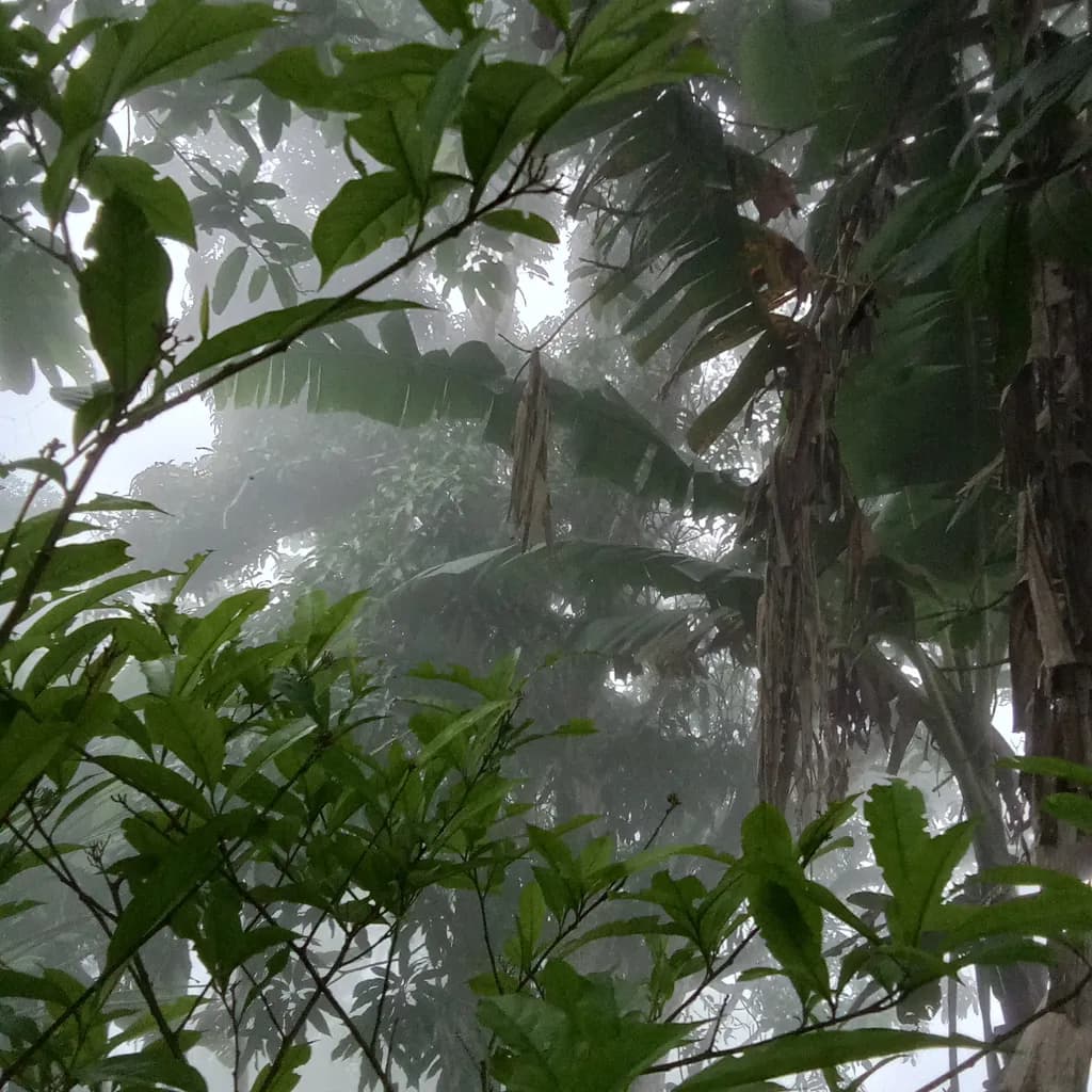 Whispers of the Mist: A Tranquil Forest Embrace