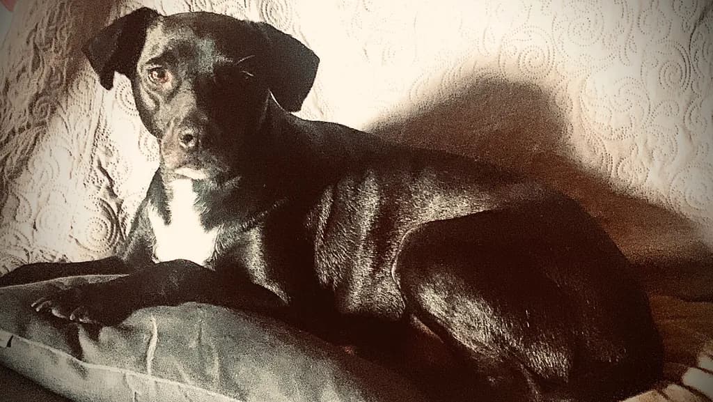 Quiet Companion