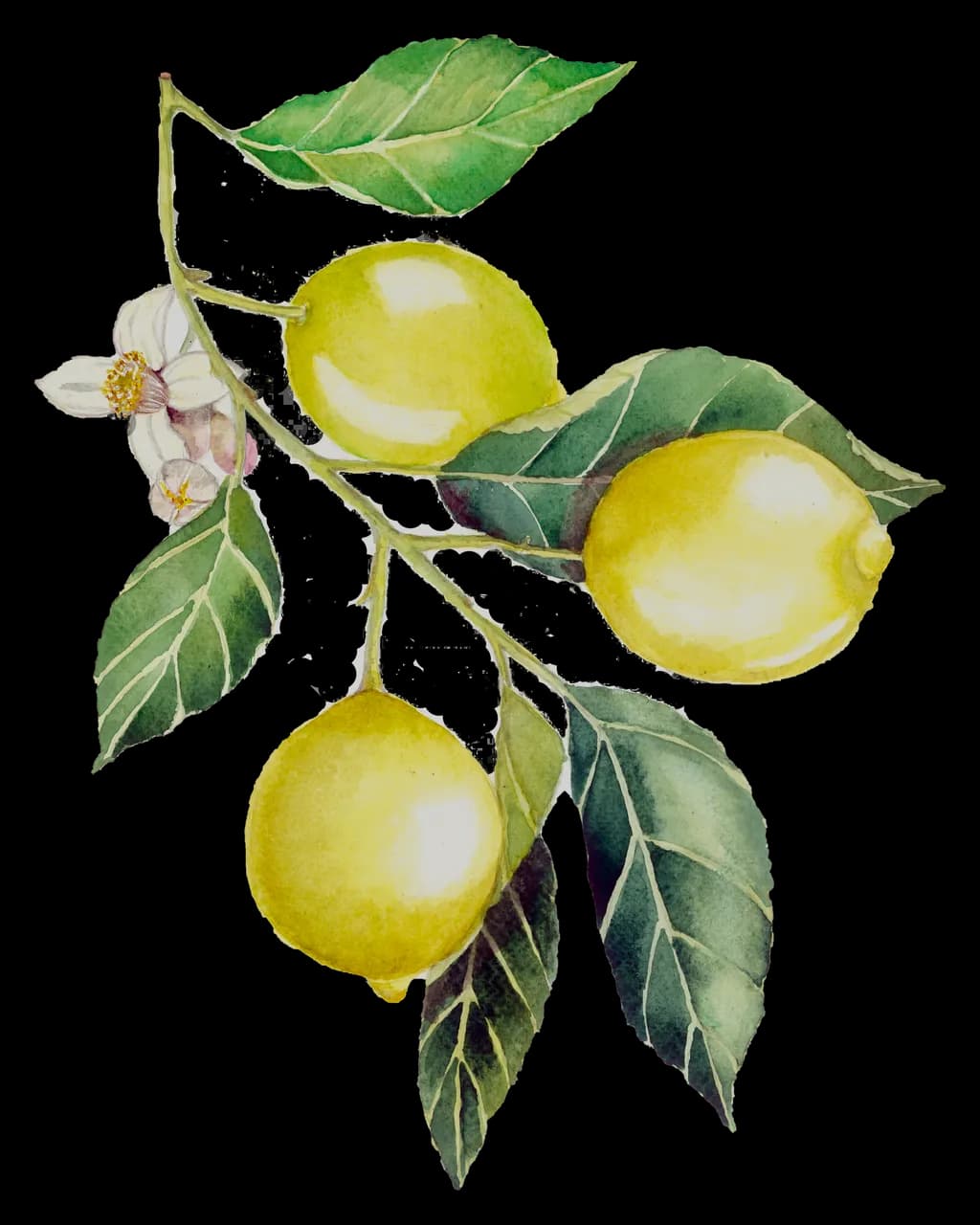 Lemon Blossom Trio