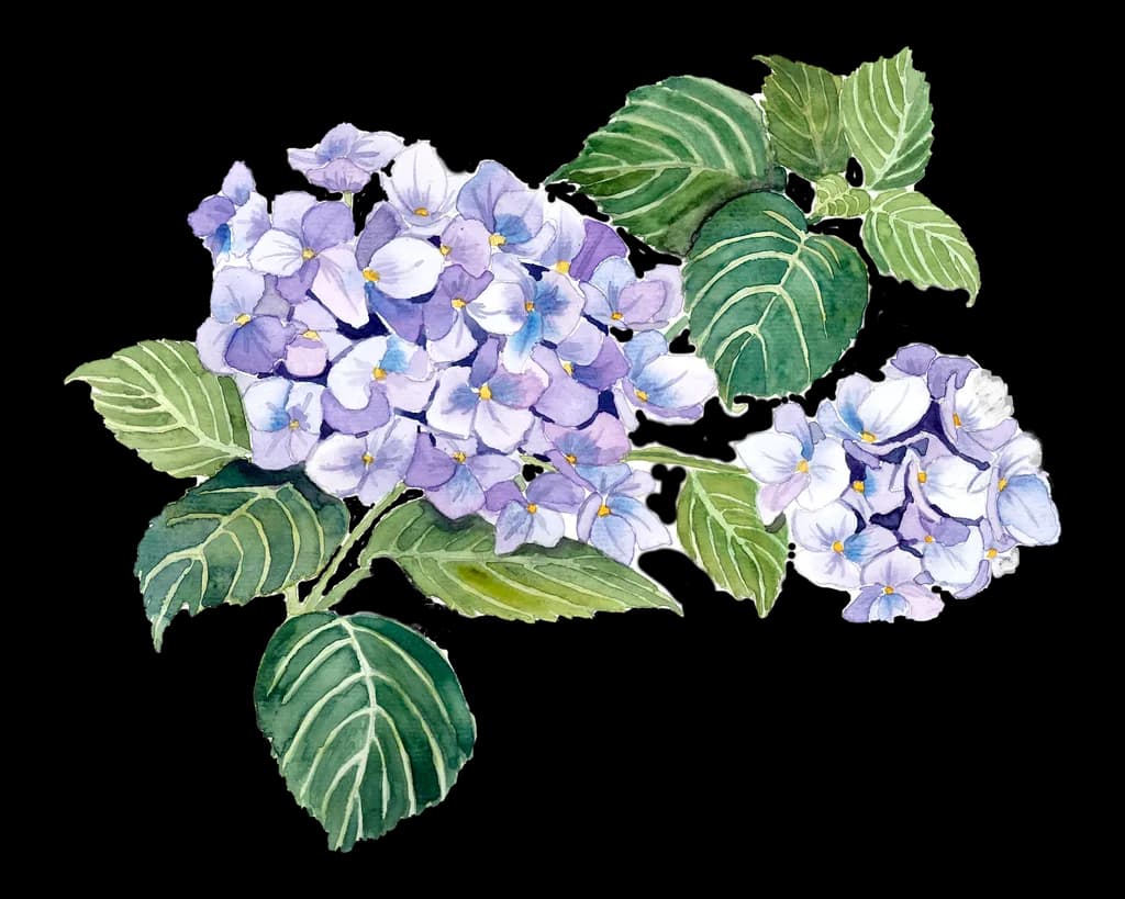 Hydrangea Blooms