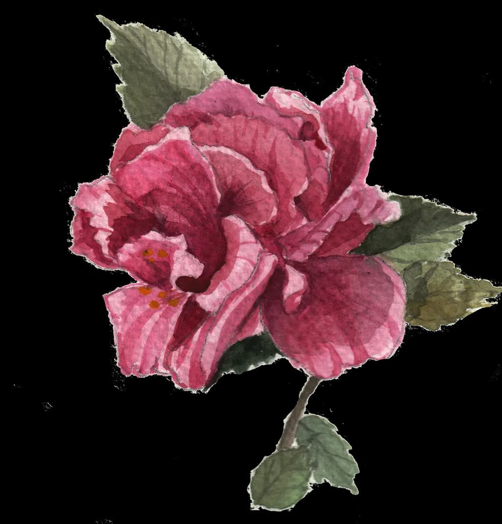 Fuchsia Blossom