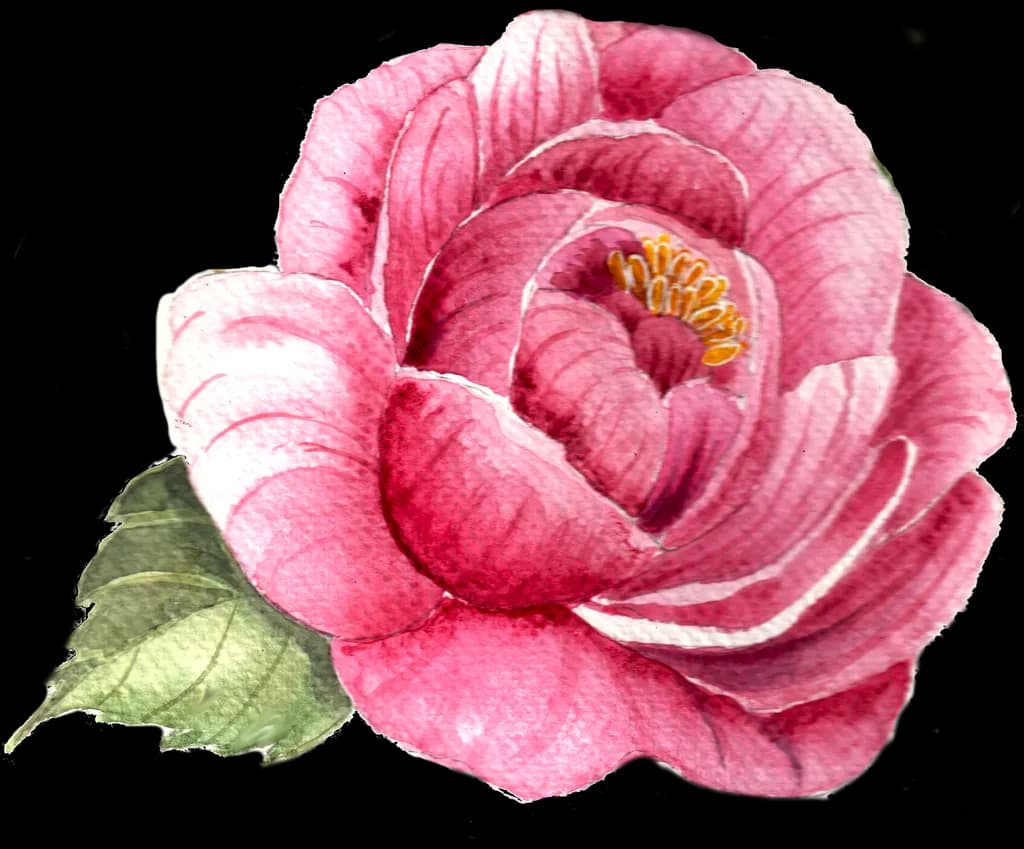 Fuchsia Peony