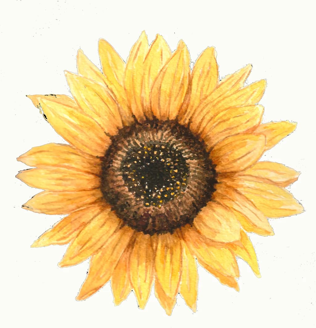 Sunflower Delight