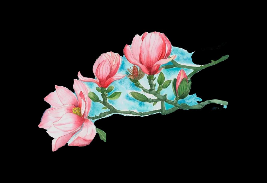 Magnolias
