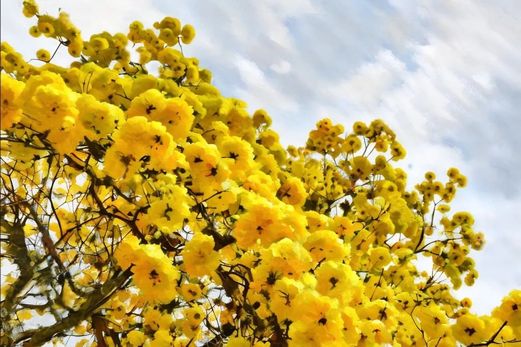 Golden Blossoms