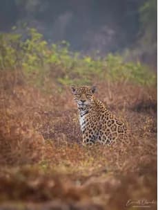 Leopard in the Wild