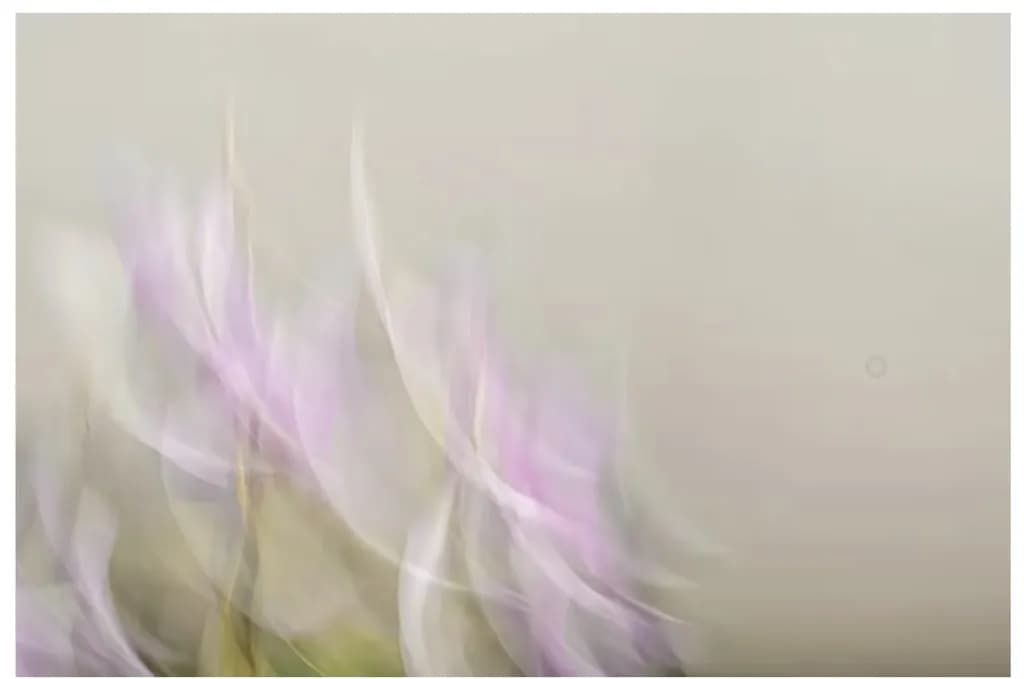 Fading Petals