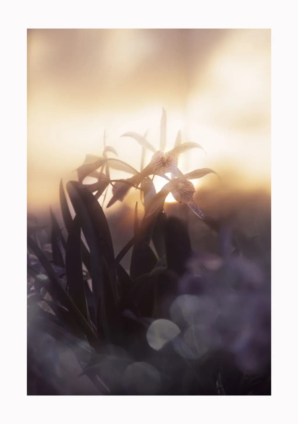 Afterglow Bloom