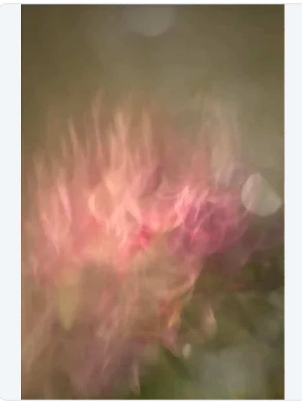 Fading Bloom