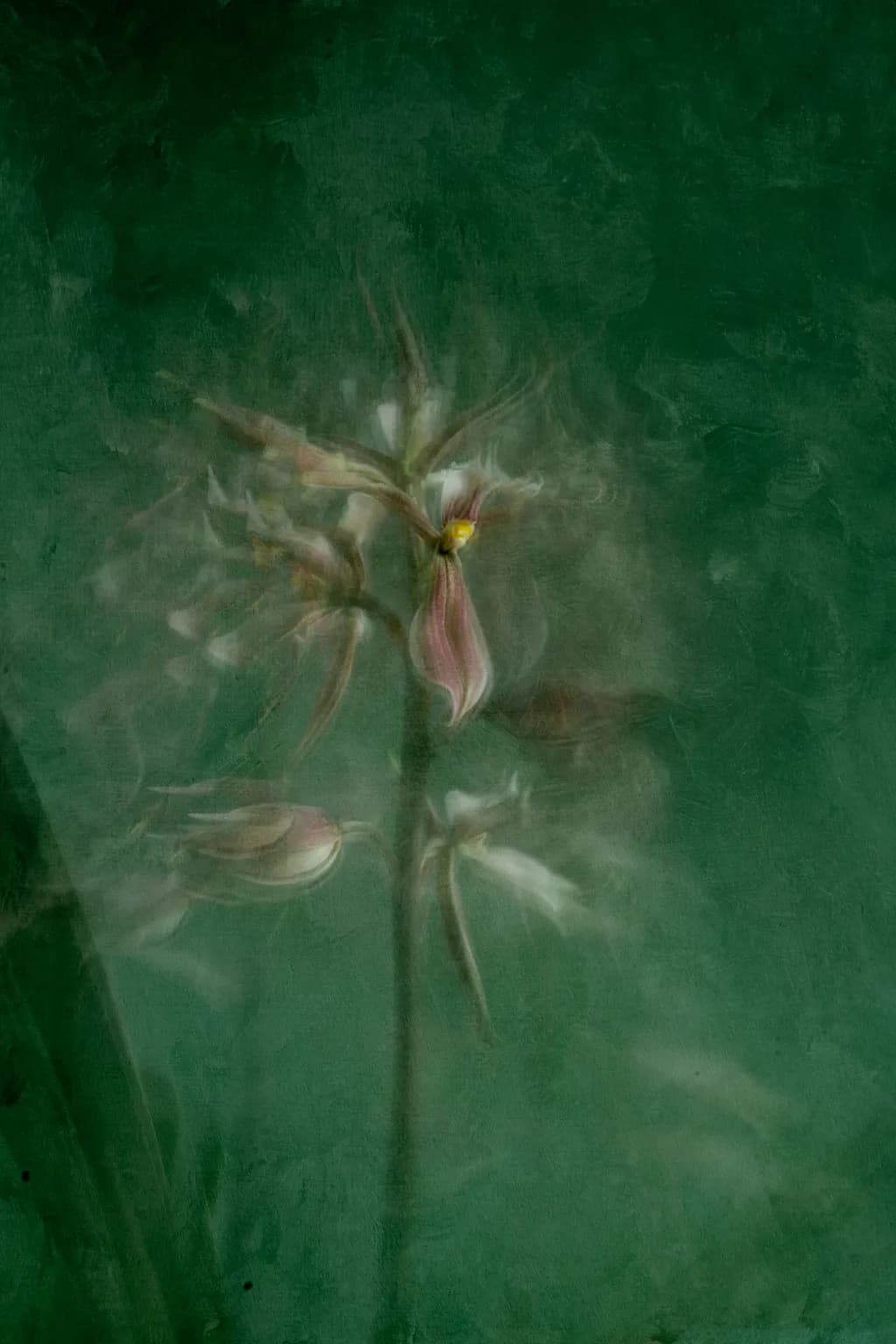 Anachelium Blur