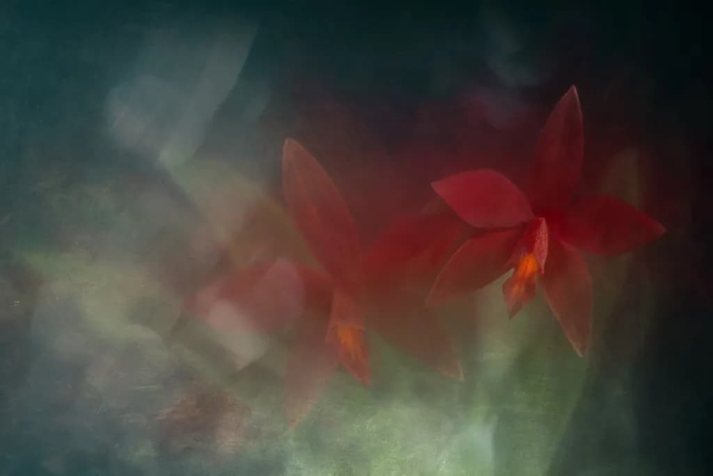 Quiet Bloom