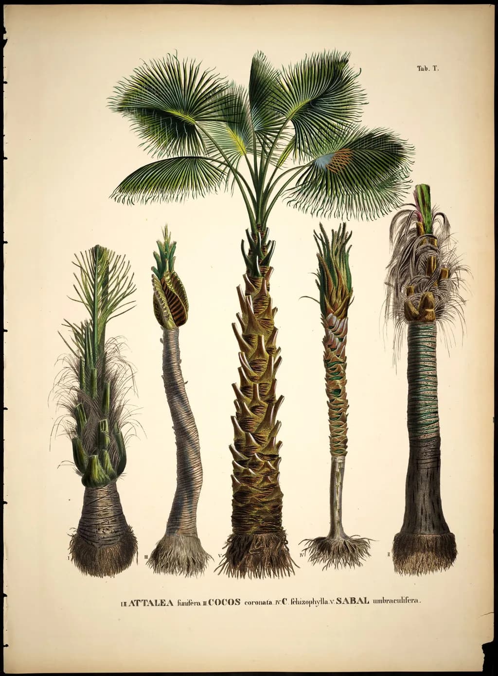 The Southern Coast's Palms 