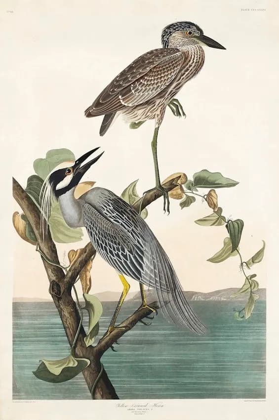 Herons Perch on the Water’s Edge