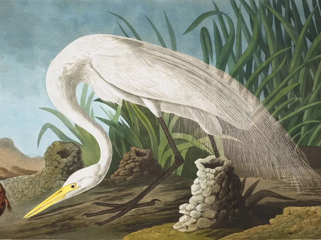 Graceful Elegance: The Great Egret in Tranquil Waterscape
