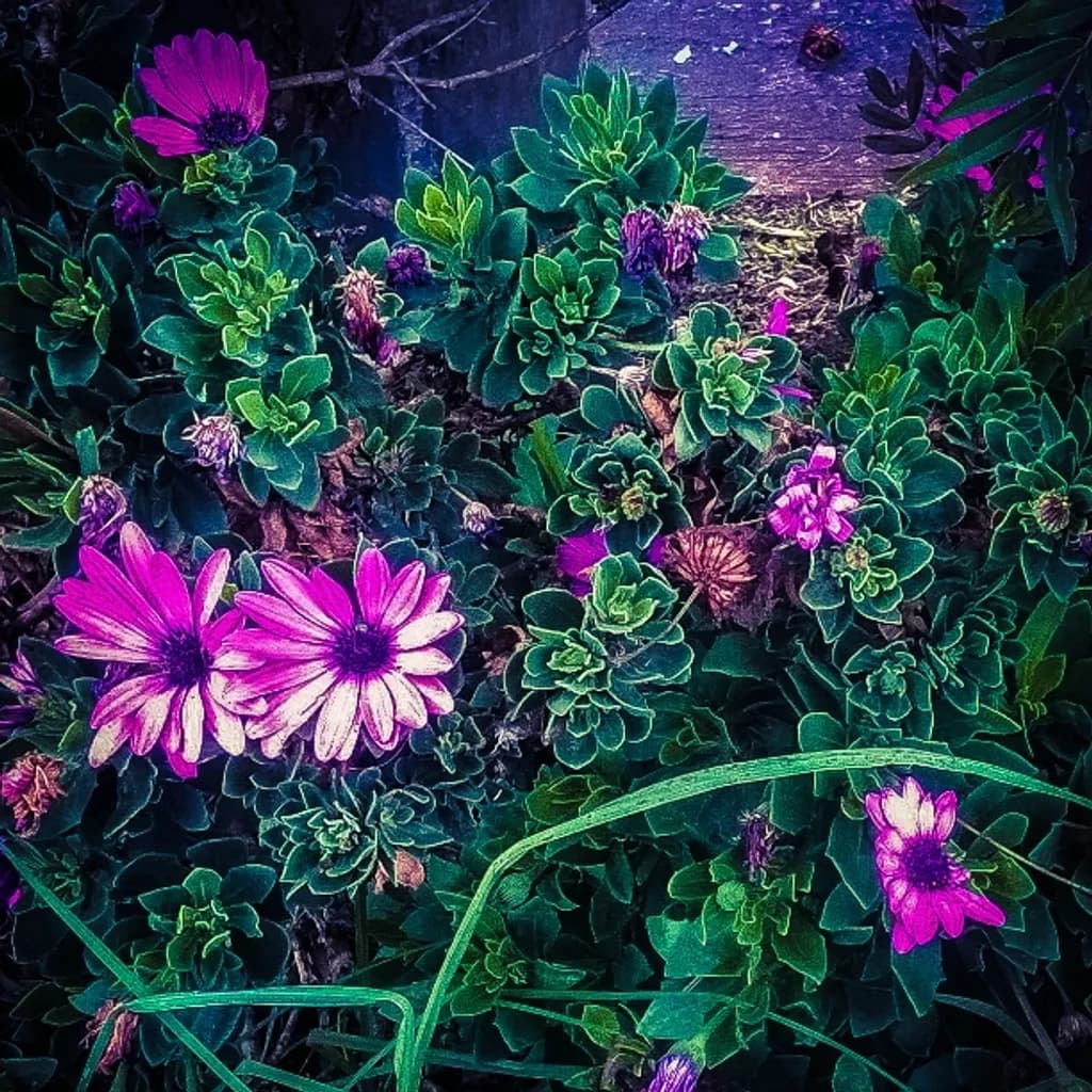Floral Harmony