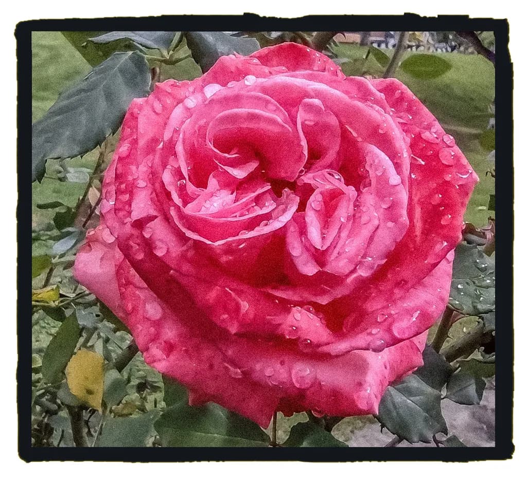 Dew-Kissed Rose