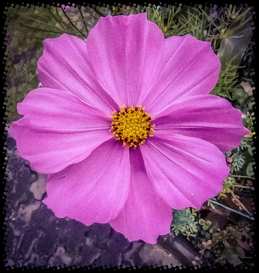 Cosmos Blossom
