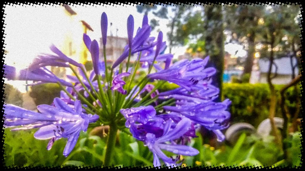 Purple Bloom