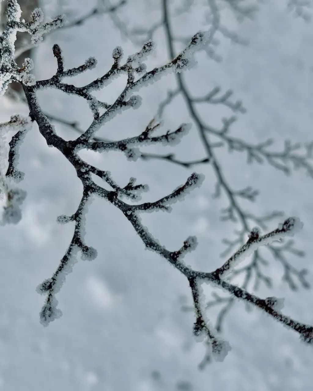 Frosted Whispers: Nature's Icy Embrace on Delicate Branches