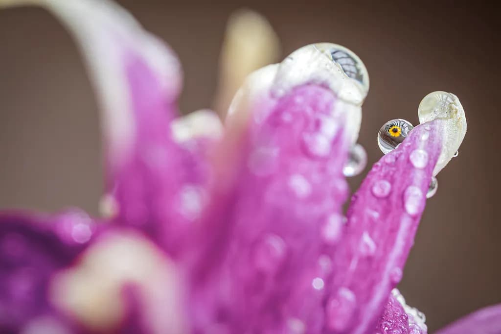 Dewy Petals