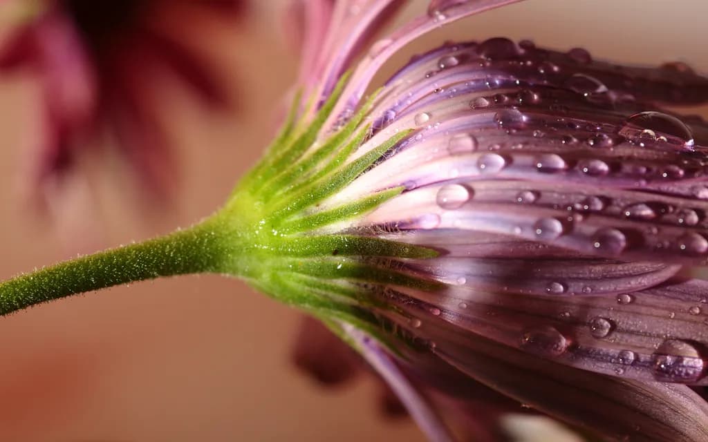 Petal Reflections