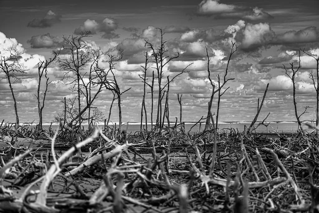 Barren Landscape