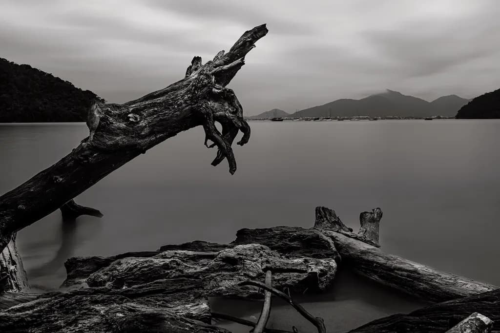 Twisted Driftwood