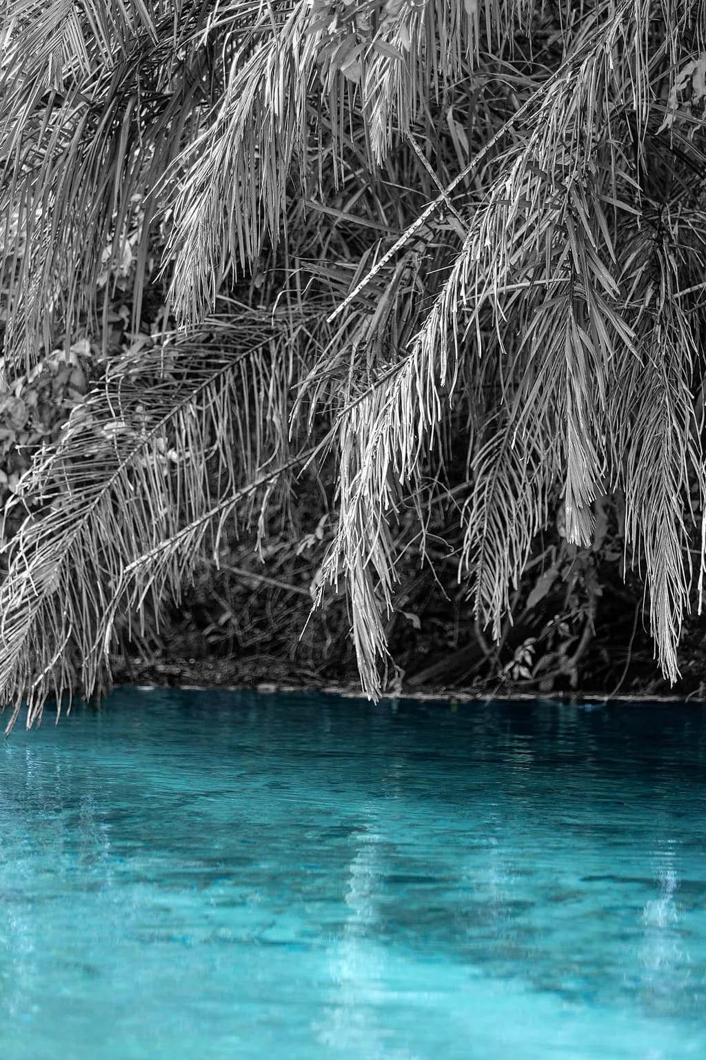 Tropical Reflection