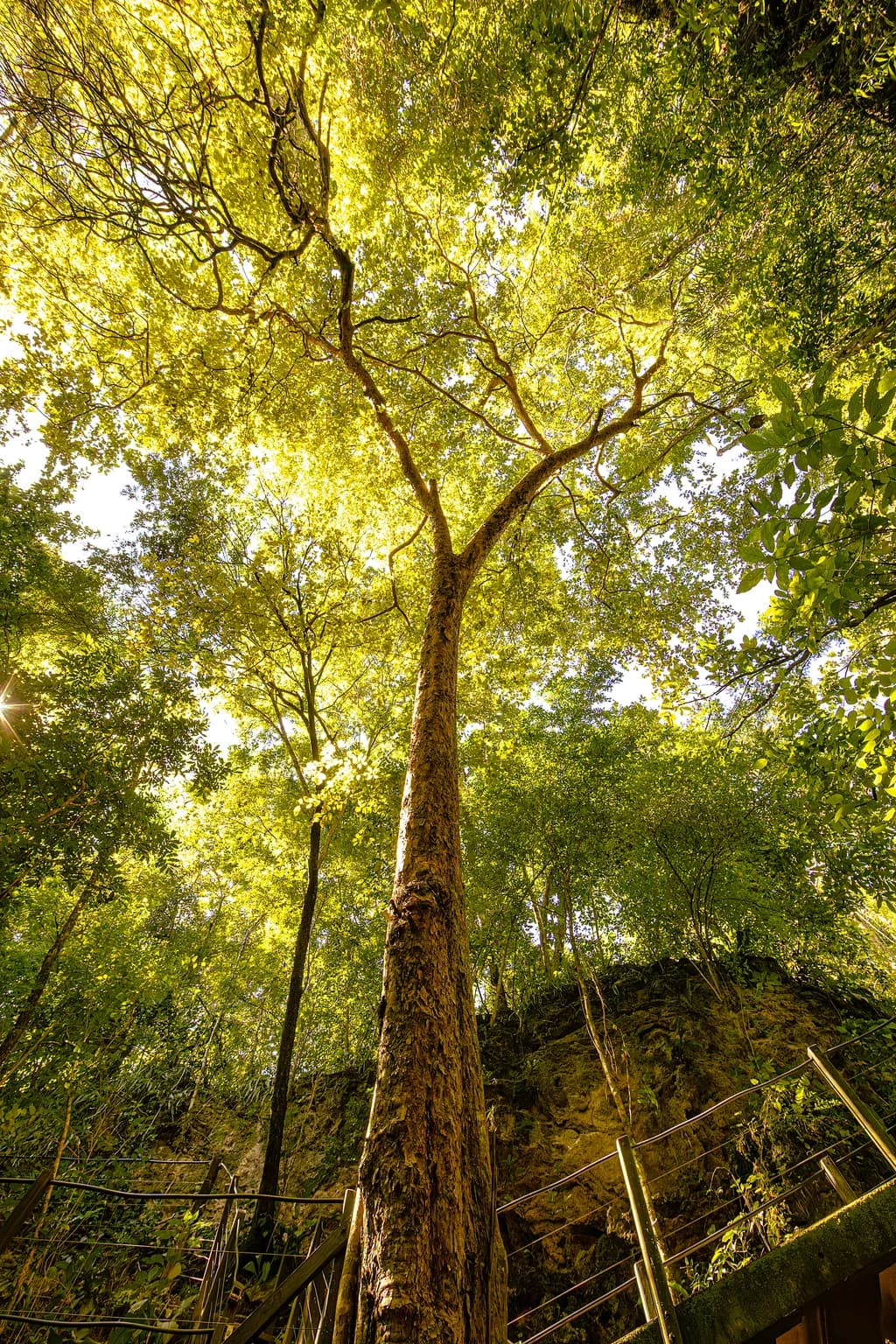 Canopy Embrace