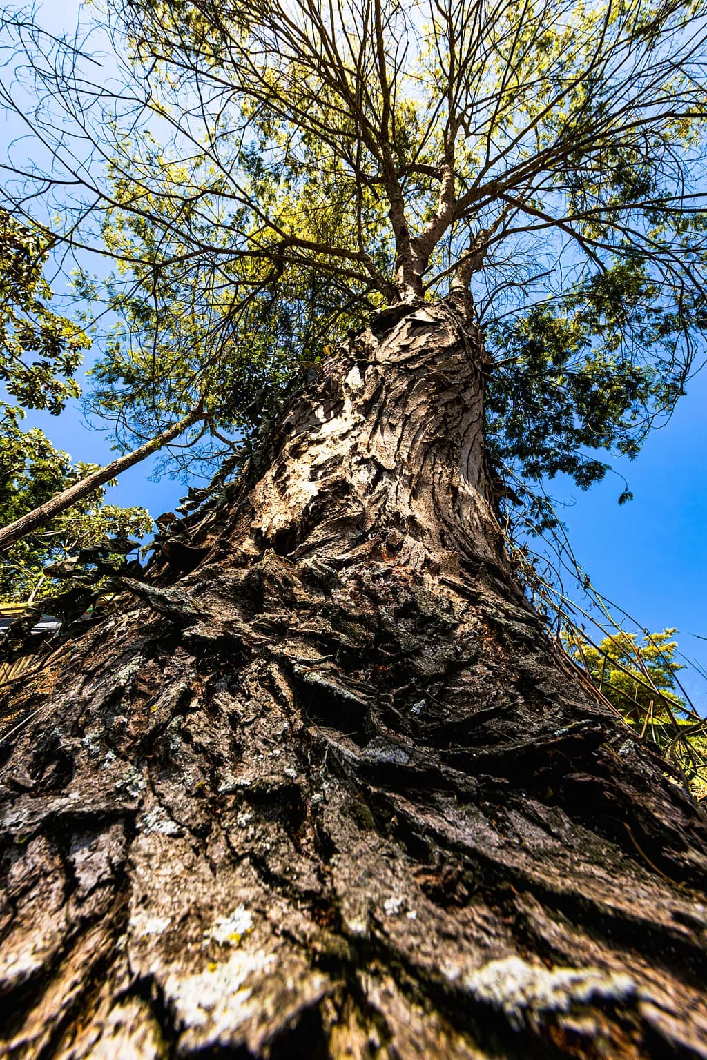 Majestic Canopy
