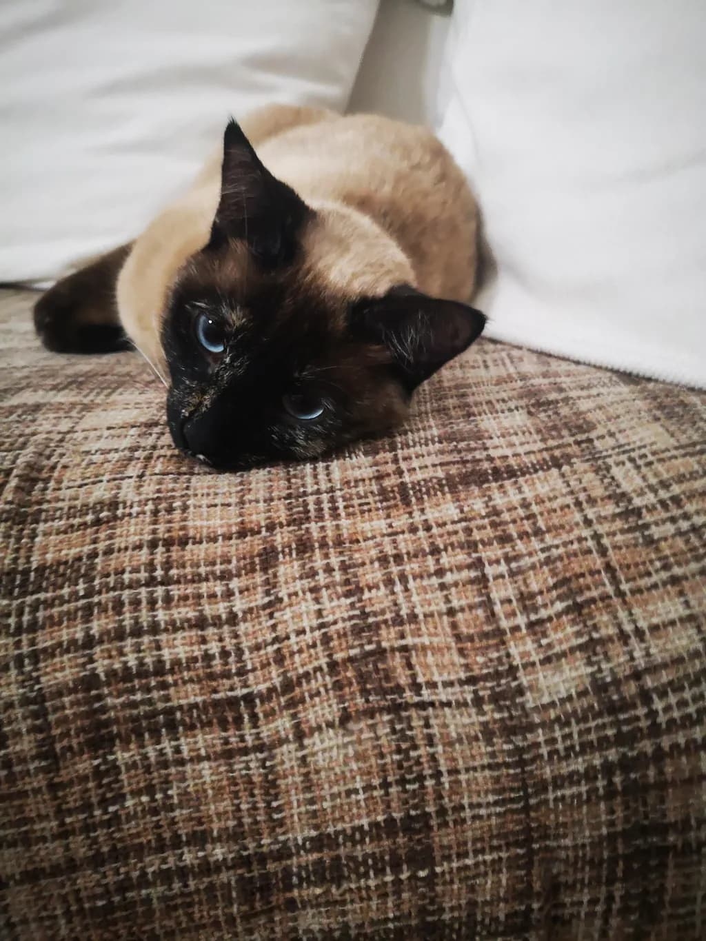 Whiskered Serenity: A Cozy Moment with a Siamese Cat on a Textured Couch