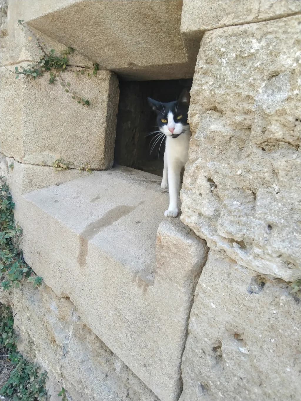 Curious Cat in a Stone Window: A Glimpse of Nature's Charm