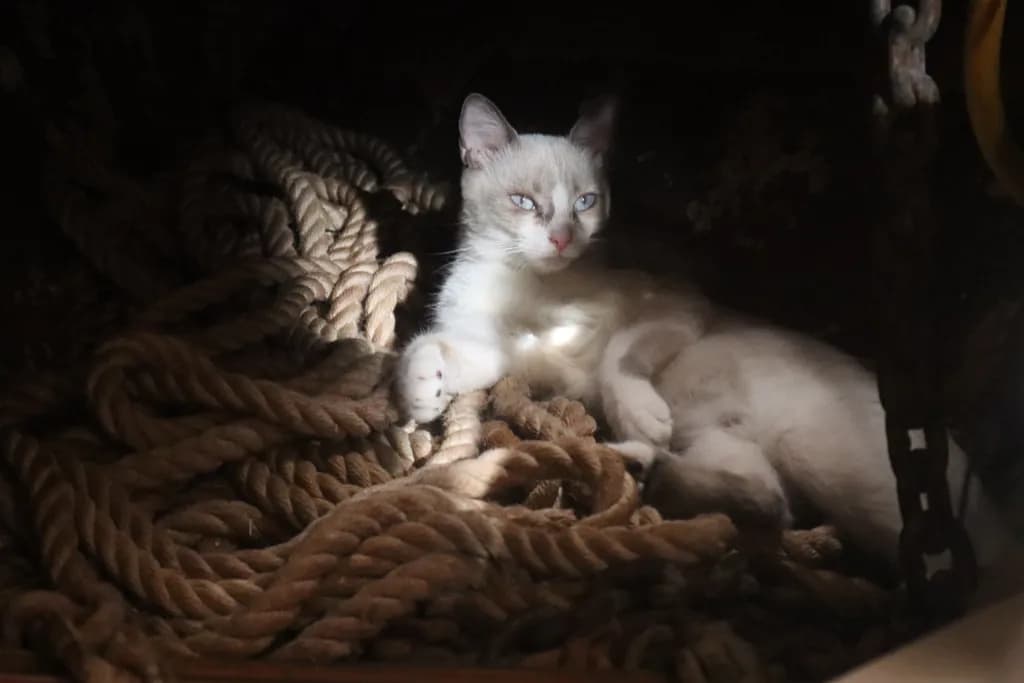 Whispers of Light: A Serene Cat Amidst Twisted Ropes