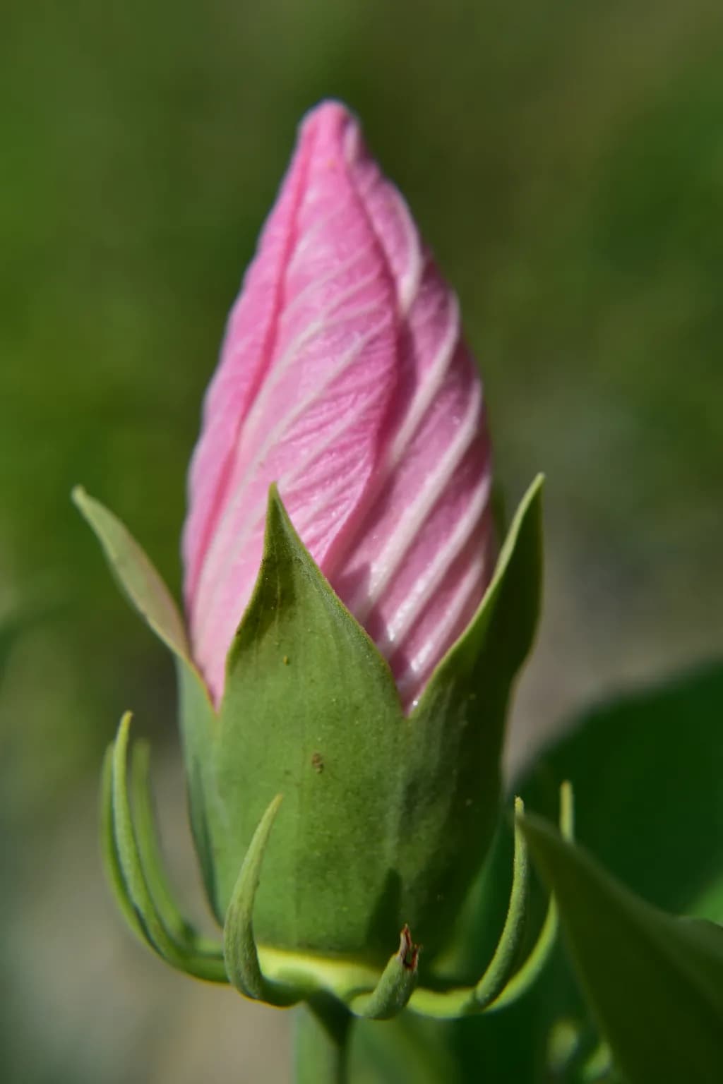 Pink Hibiscus Bud