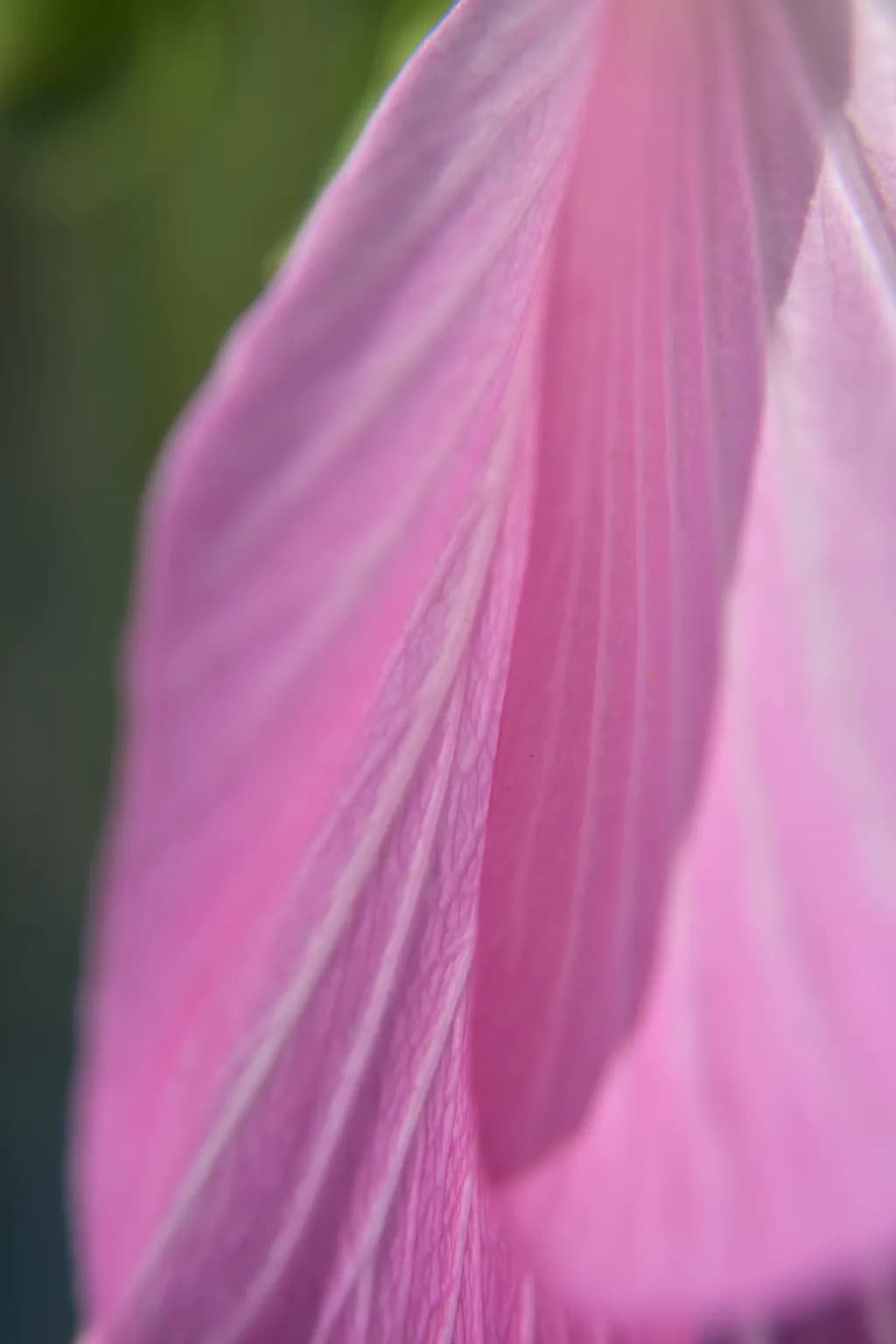 Hibiscus Petal
