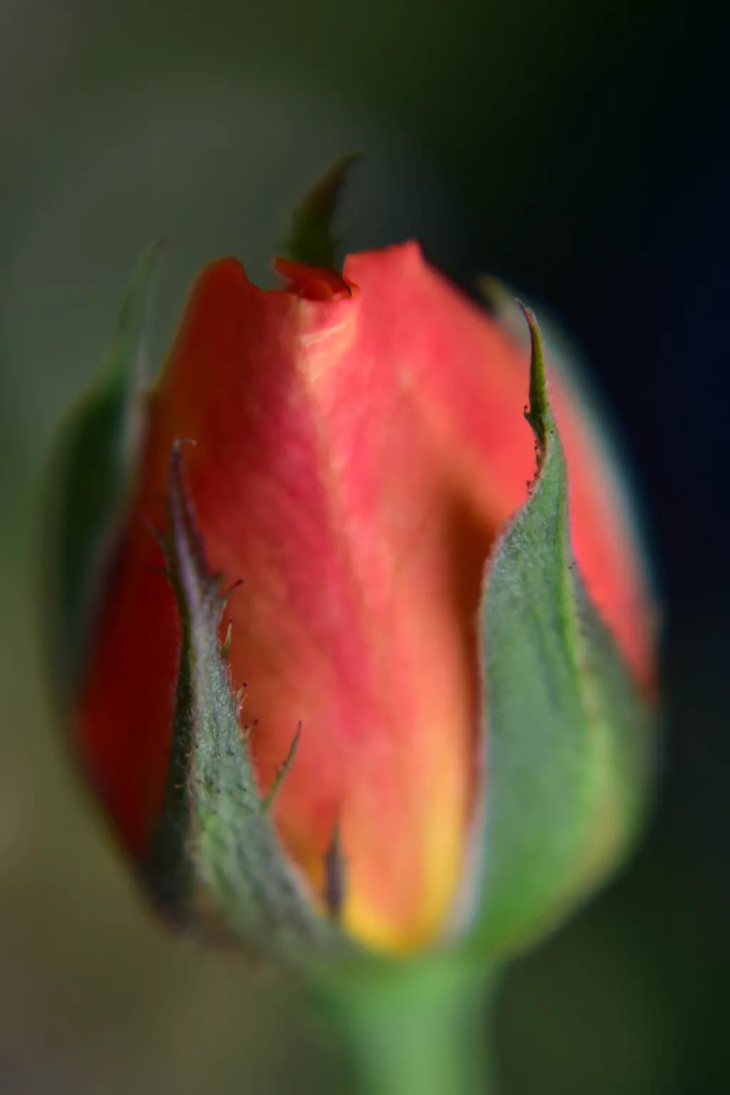 Rosebud Glow
