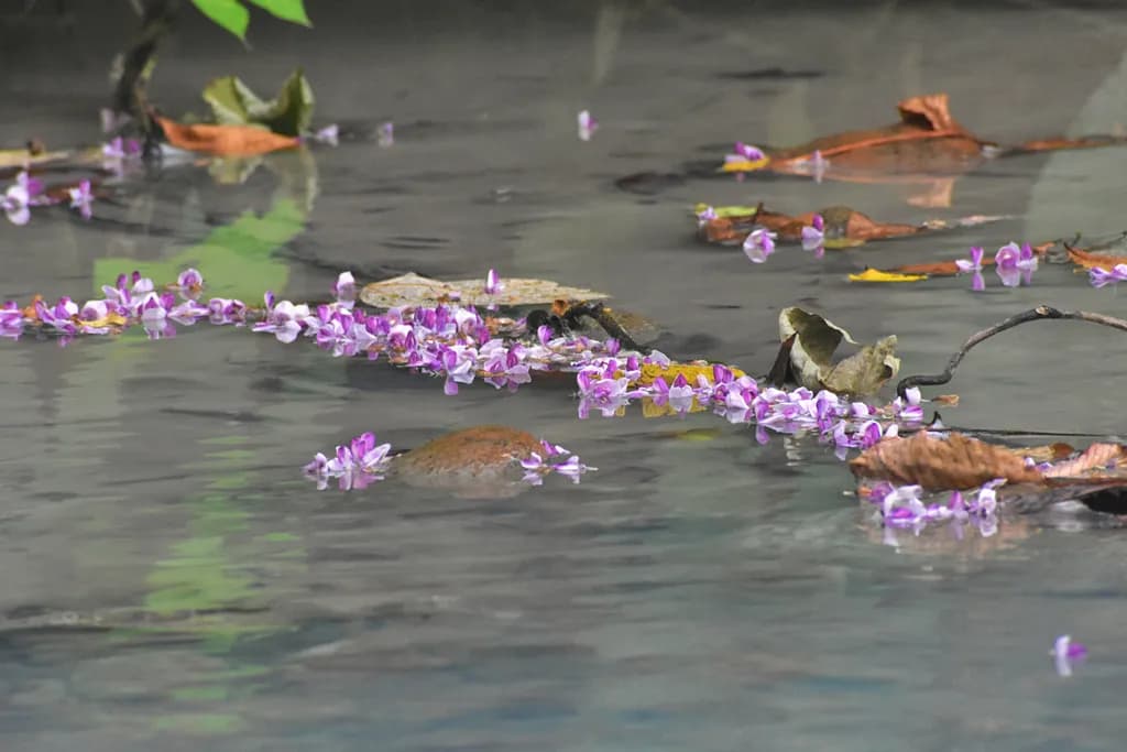 Fallen Kudzu Petals