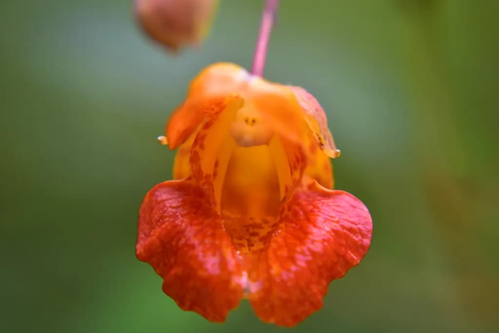 Orange Jewelweed Closeup