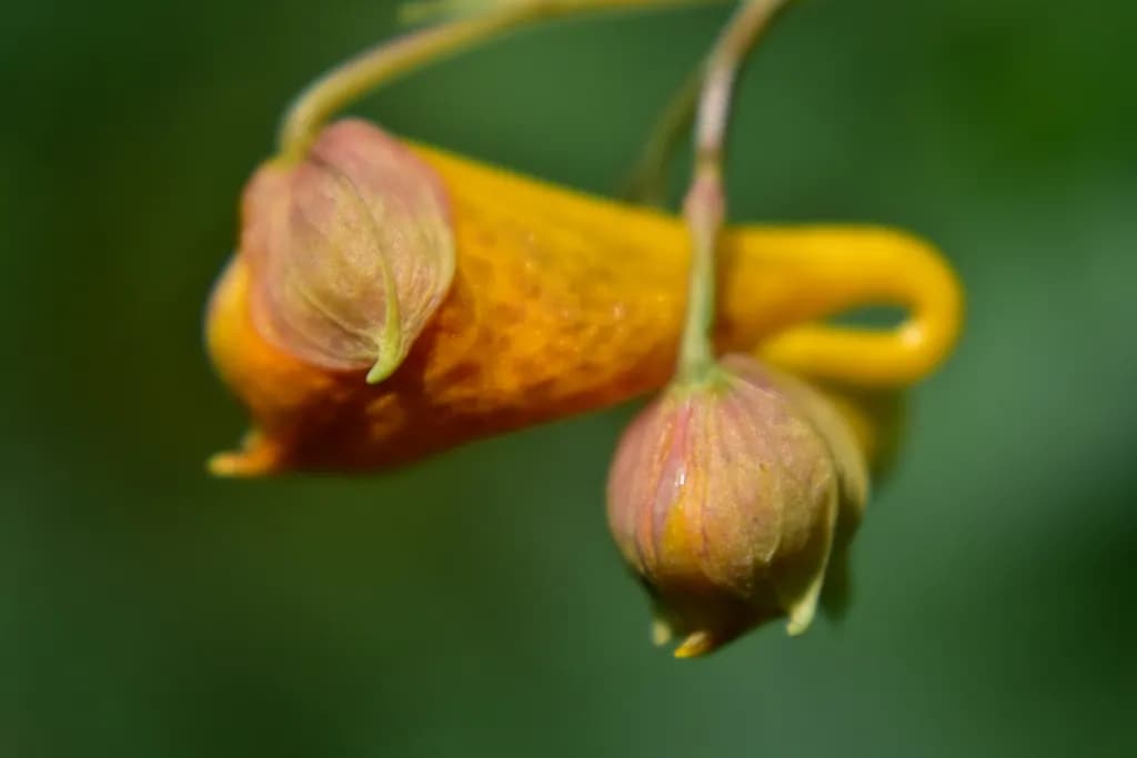 Jewelweed Profile