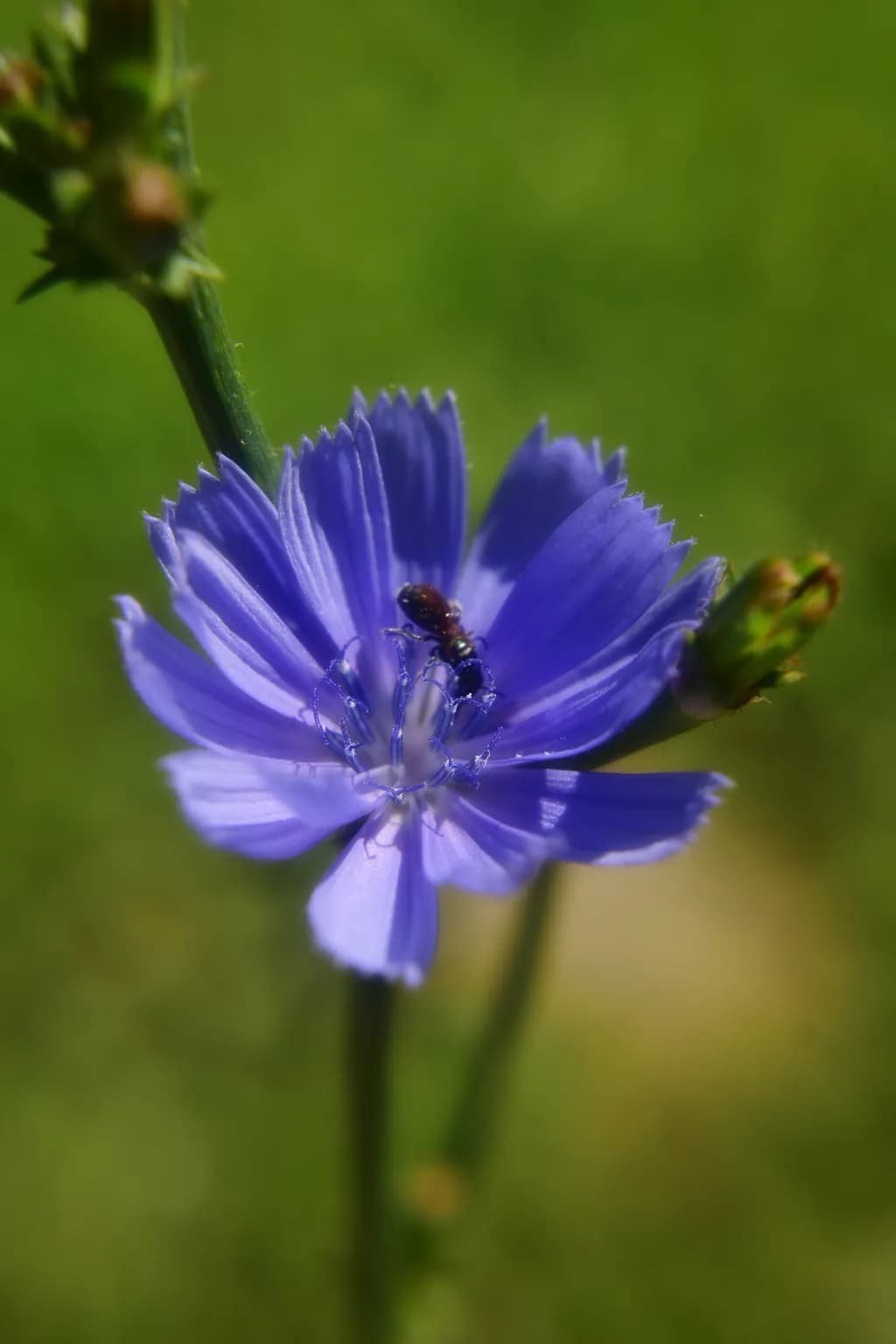 Portrait of Chicory