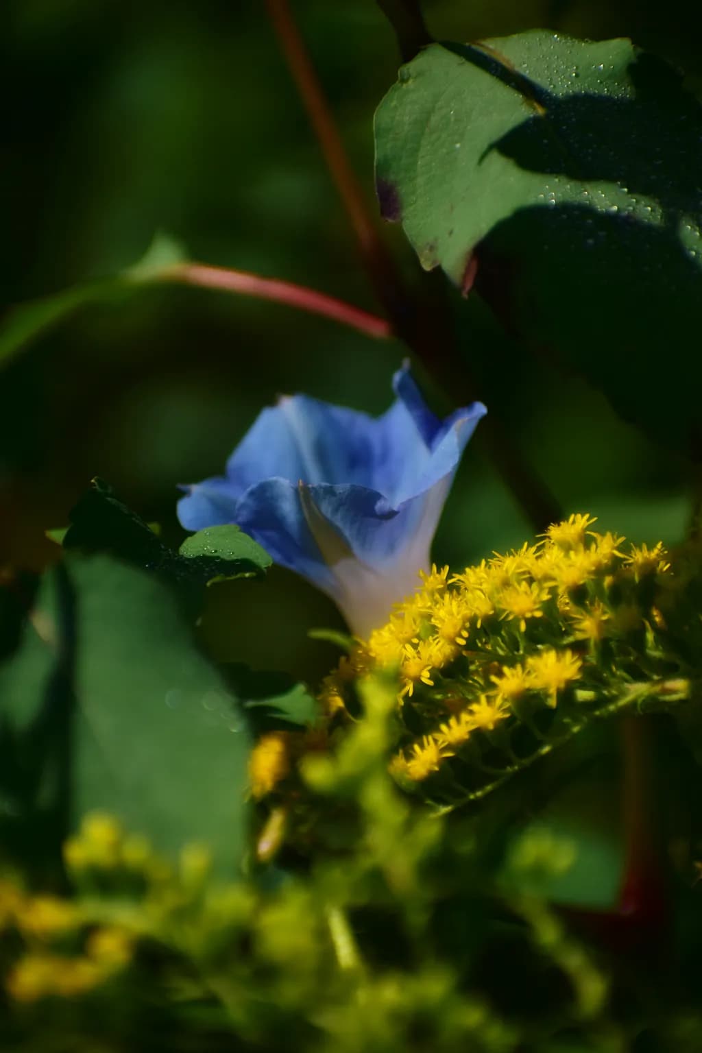 Blue Morning Glory and Goldenrod