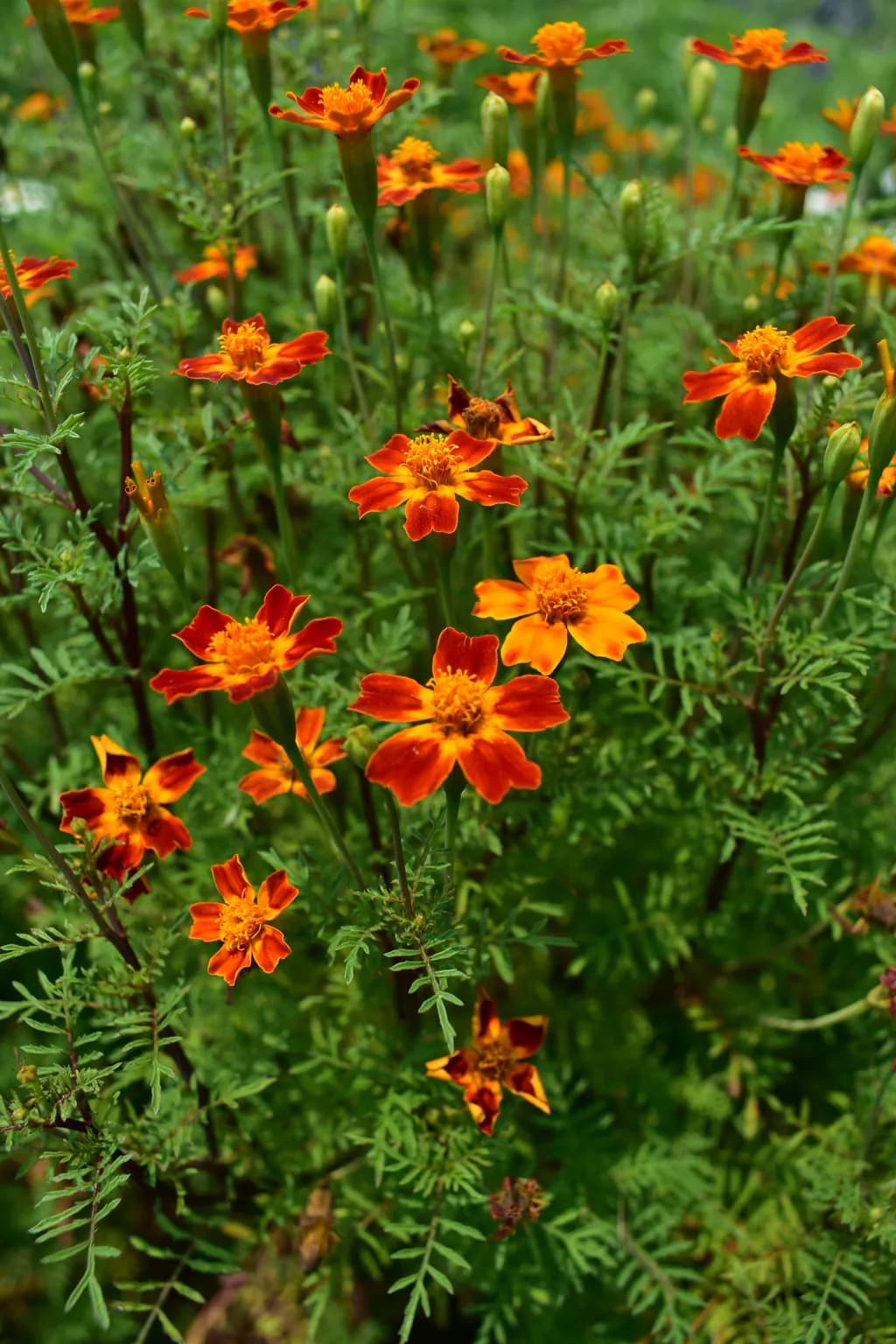 Marigold Garden