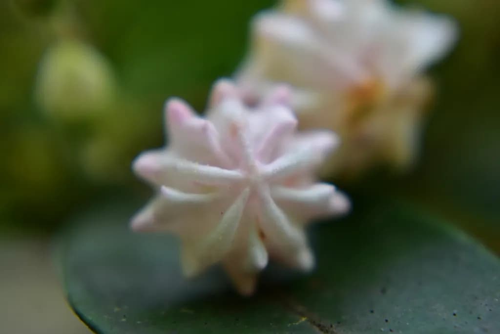 Mountain Laurel Buds