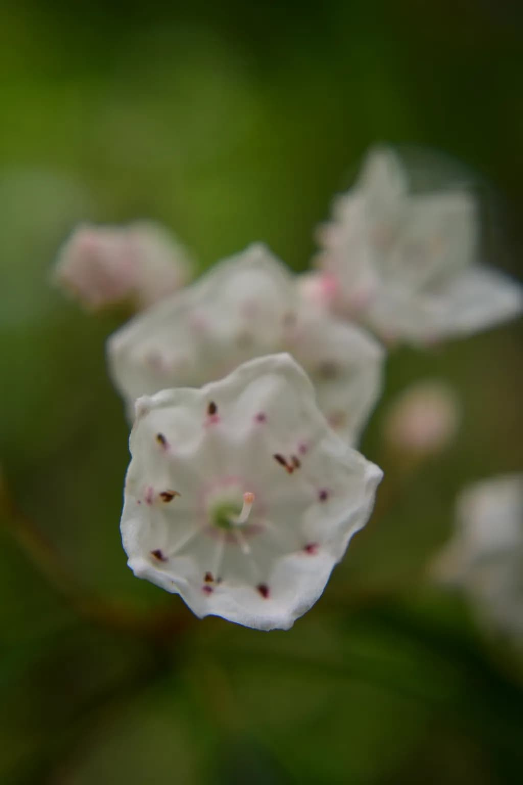 Mountain Laurel Blooms