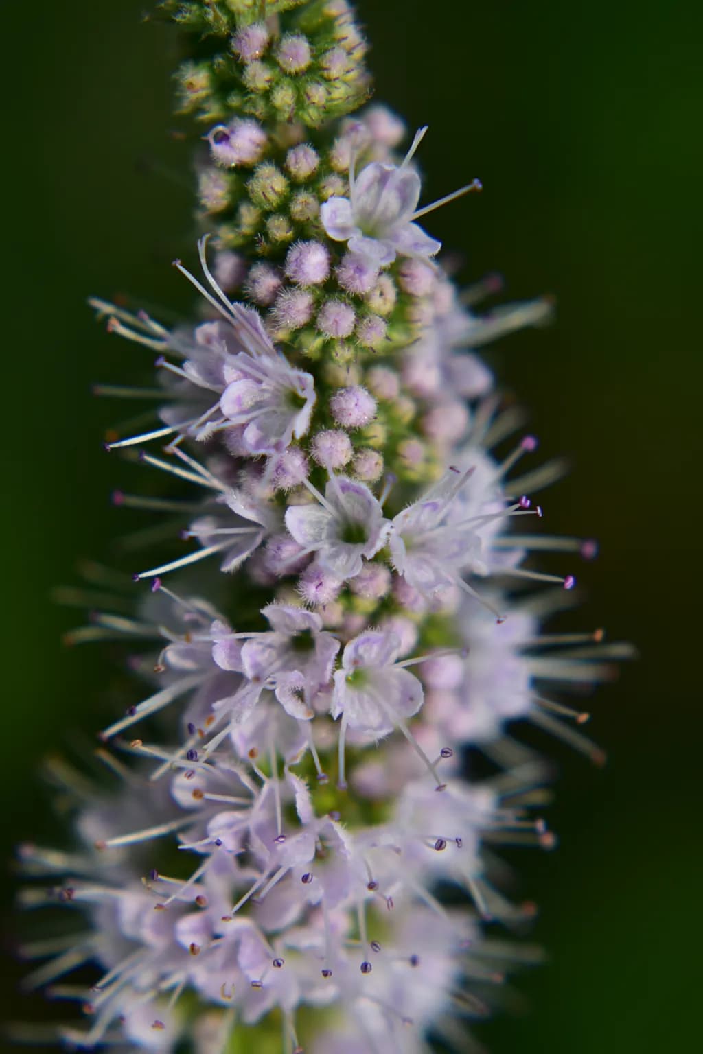 Mint Flower Cluster