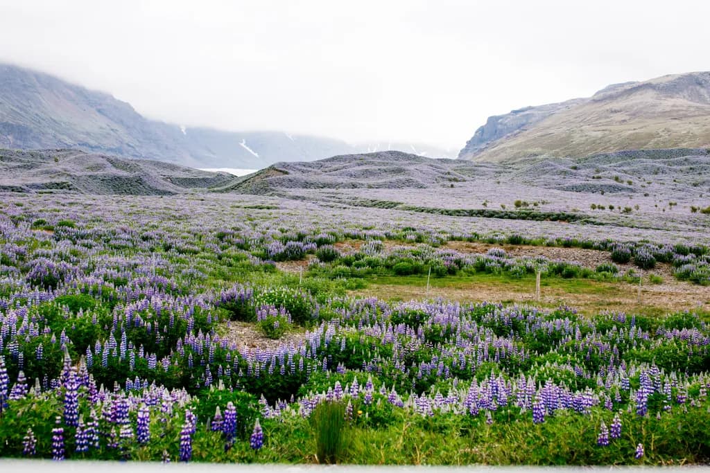 Whispers of Tranquility: A Scenic Landscape of Purple Blooms in Nature's Embrace