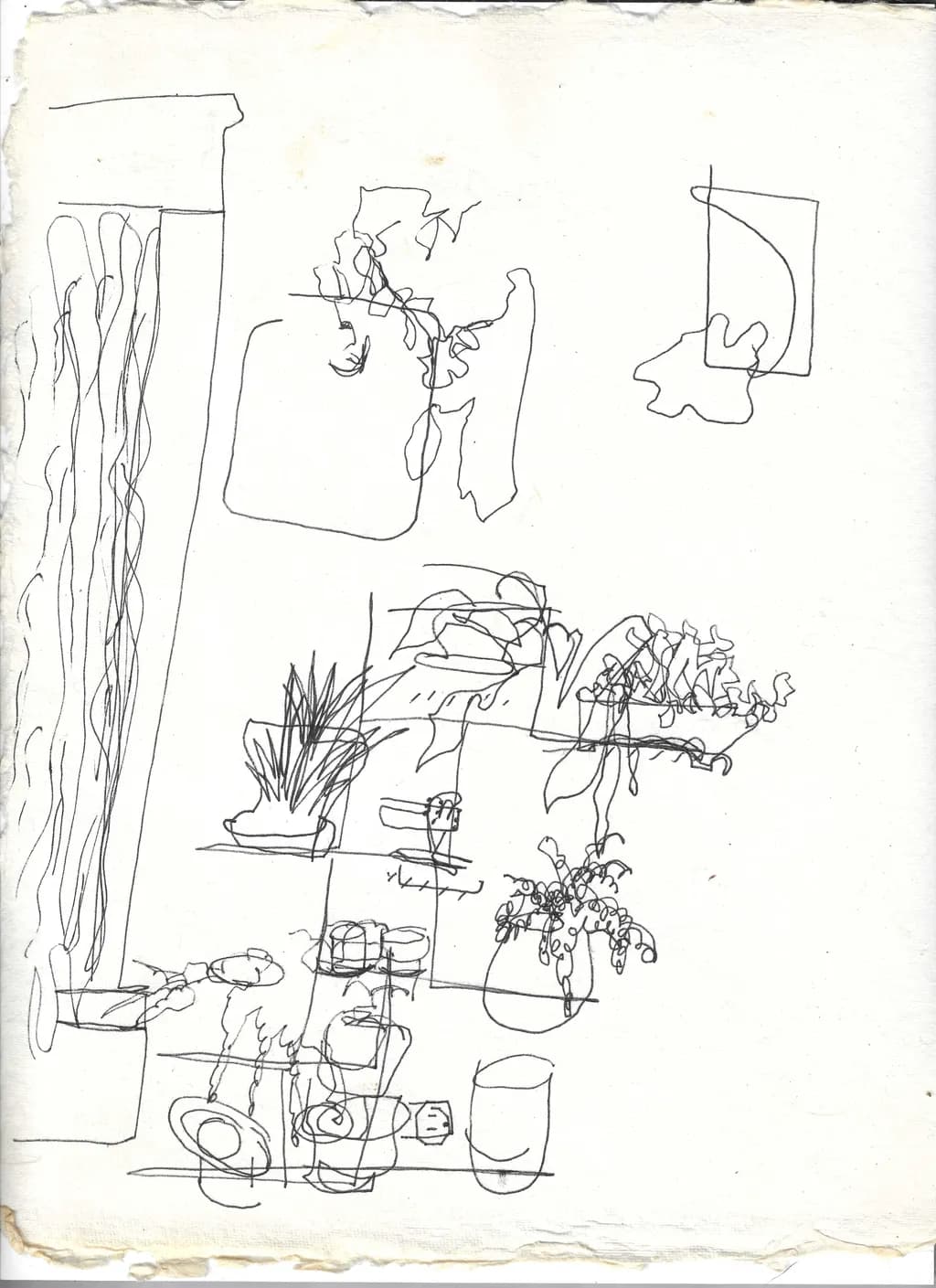 Whispers of Nature: A Minimalist Line Drawing of Indoor Botanicals and Still Life Elements